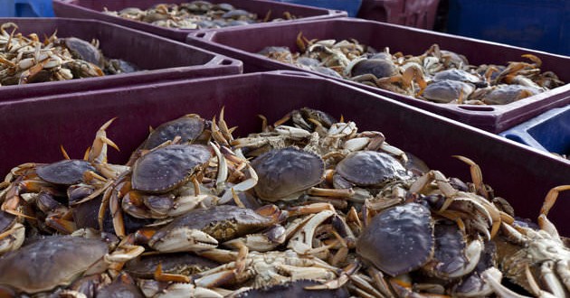 Dungeness Crabs Are Toxic, California Health Department -3185