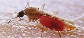 Engineering Mosquitoes' Genes to Resist Malaria, says new Research