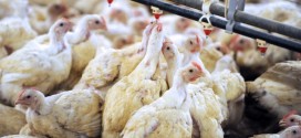 France bird flu outbreak in chickens, Report