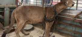 Mountain Lion Freed After 20 YEARS in cruel Peruvian travelling circus