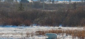 Polar bears join runners in chilly marathon (Photo)