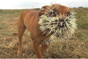 Porcupine attacks three dogs in Canada (Photo)