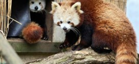 Red panda found safe after escape from Sequioa Park Zoo