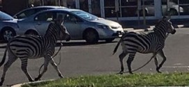 Zebras escape circus, run through the streets of Philadelphia (Video)