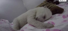 Bear Cub Sleeps With Toy: The cutest video you will see all day