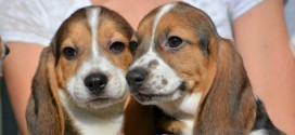 First IVF puppies born at Cornell, marks major leap in wildlife conservation