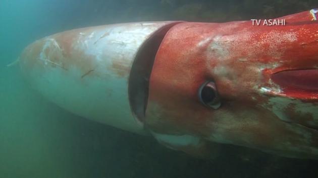 Japan: Giant squid emerges in Japanese shallow waters (Video) - Canada ...