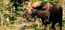 Moose population in Manitoba in sharp decline, wildlife society says