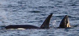 New baby orca makes it seven in past year (Photo)