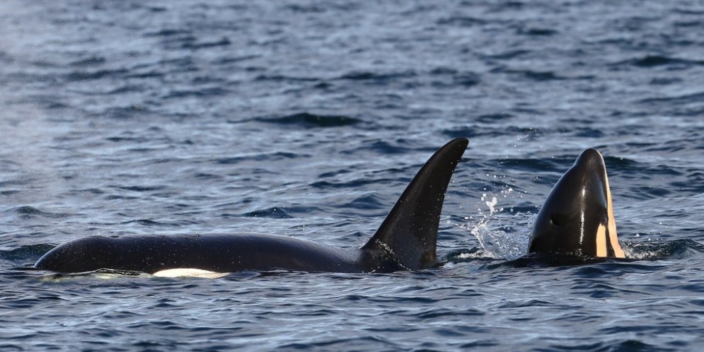 New baby orca makes it seven in past year (Photo) - Canada Journal ...