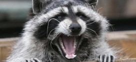 Raccoon in Hamilton tests positive for rabies, Report