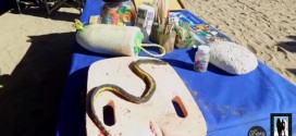 Rare Sea Serpent Washes Ashore: Venomous yellow-bellied sea snake spotted on California beach for the second time this year