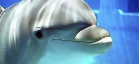 Researchers Capture Image Showing What Dolphins See With Echolocation