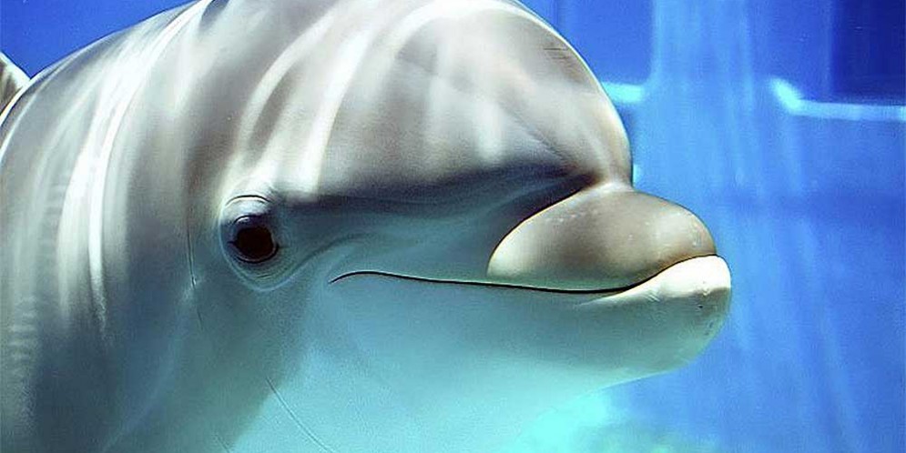 researchers-capture-image-showing-what-dolphins-see-with-echolocation