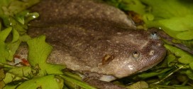 Researchers discover six new species of African clawed frog