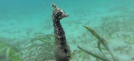 Scientists catch rare footage of wild seahorse birth (Video)