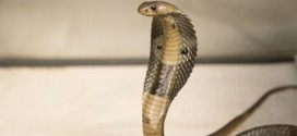 Stowaway Cobra found on ship at NJ port (Video)