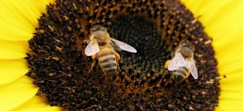 Wild bee decline threatens US crop production, new study says