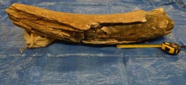 Woolly mammoth tusk discovered in gravel pit near Saskatoon, research