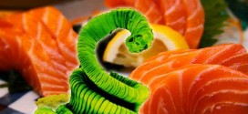 Alberta man hospitalized after eating worms in homemade salmon sushi