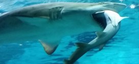 Big Shark Eats Little Shark in Aquarium (Video)