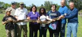 Florida python hunt is underway, Report