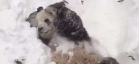 Giant Panda plays in snow as blizzard continues (Video)