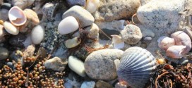 Here's Why Seashells Don't Have The Consistency Of Chalk, new Research