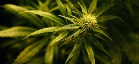 Kosher medical marijuana coming to New York