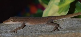 Lizard in salad? Green Lizard found in New Jersey kindergartner's salad becomes class pet