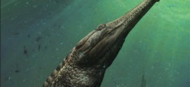 Machimosaurus Rex: 30-Foot Prehistoric Crocodile Lived In The Sahara (Video)