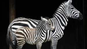 Zebras Stripes Not for Camouflage, new study concludes