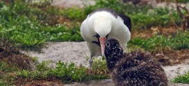 Albatross Wisdom Hatches 40th Chick In Hawaii Nesting Colony - Even At Age 65