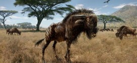 Ancient wildebeest shared nose with duck-billed dinosaur (Photo)