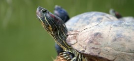 Canadian Man Who Smuggled 38 Turtles in His Pants Banned From Owning Them