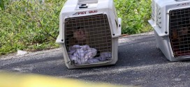 Dead Woman, Capuchin Monkeys Found in Florida Motel Room (Video)