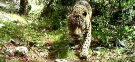 El Jefe: Jaguar in America caught on camera in Arizona (Video)