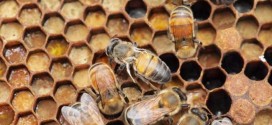 European Honeybee: Virus Is Spreading and Only Humans Can Stop It