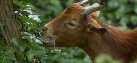 Fungi from goats' guts could lead to better biofuels, says new Research