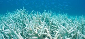 Herpes-like virus linked to coral bleaching, says new Research