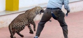 Leopard enters school in India, attacks six (Video)