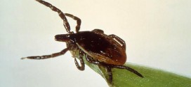 Lyme Disease Causing Bacteria Species Discovered At Mayo Clinic, US national health agency