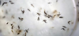 Ontario has first confirmed case of Zika, Report