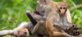 Scientists say problems with Florida's wild monkeys overstated