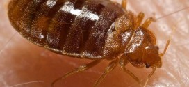 Scientists sequence bedbug genome, find unique features