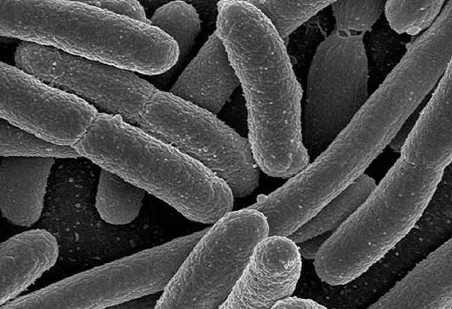 Right gut bacteria may protect against malnutrition, says new Research ...