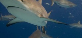 Shark attacks hit record worldwide in 2015, Florida tops in US