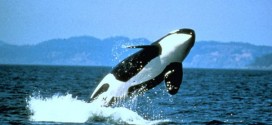 Ship noise poses threat to endangered killer whales, new study says