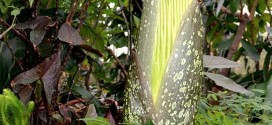 Stench-Ridden Corpse Flower Blooms At University of Minnesota (Photo)