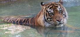 Sumatran tiger mauled at california Sacramento Zoo by her mating partner